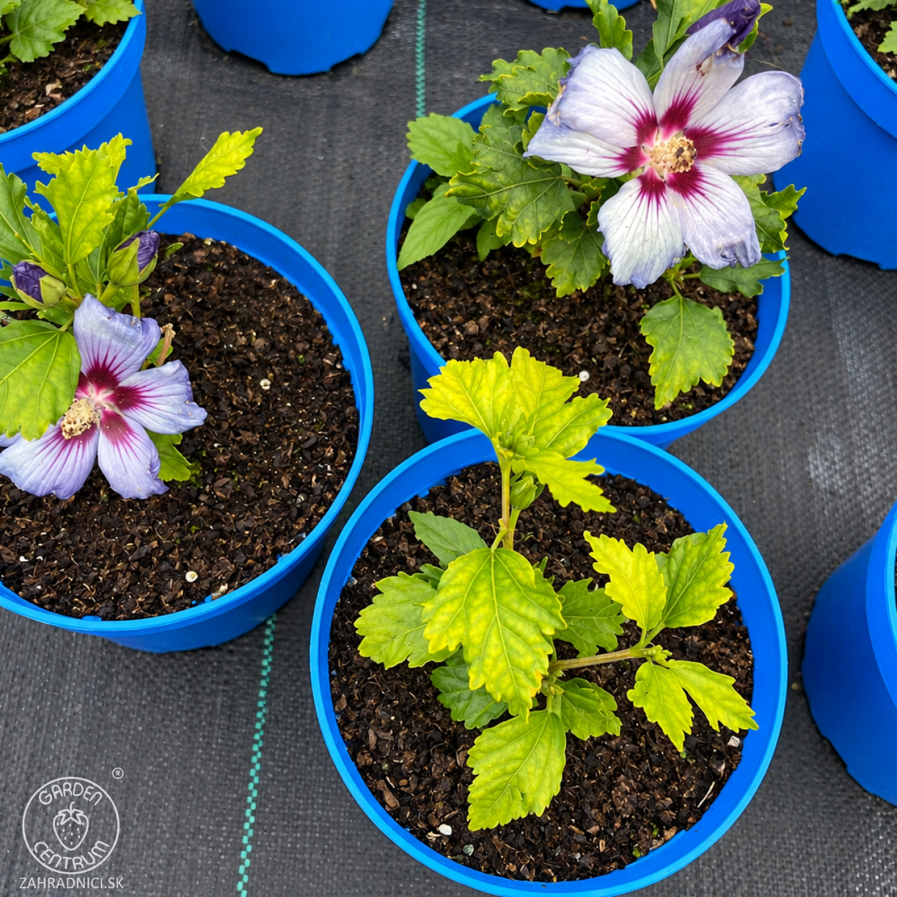 Obrázok Ibištek sýrsky (Hibiscus syriacus) ‘OISEAU BLEU’ – výška 10-20 cm, kont. C2L